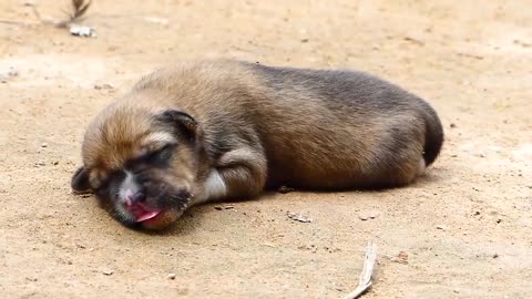 Mother dog tries to help rescuers her Newborn puppy