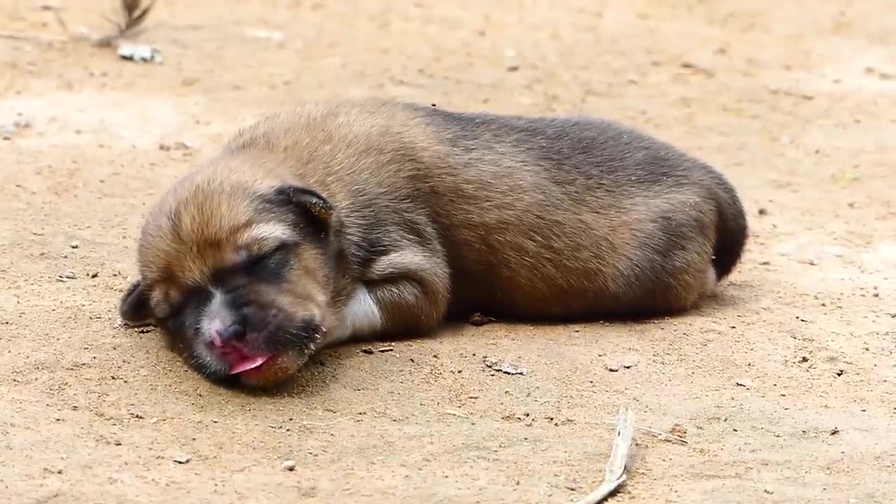 Mother dog tries to help rescuers her Newborn puppy
