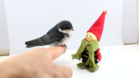 Bird Peached On Finger