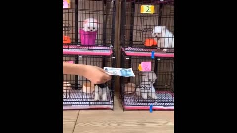 Funny and Cute Dog Pomeranian 😍🐶| Funny Puppy Videos #1