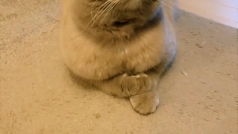 Funny cats videos cute cats