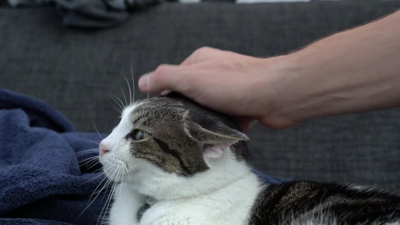 THIS CAT KNOWS WHAT HE LIKES