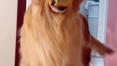 Dogs
