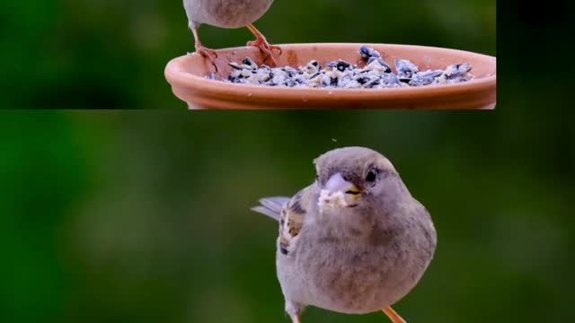 #little cute sparrow having beans#