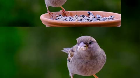 #little cute sparrow having beans#