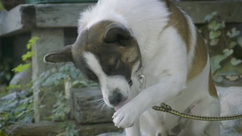 A Footage of a Dog Scratching It's Eye