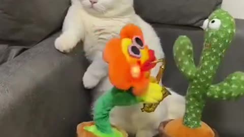 Cat funny video and amazing video.