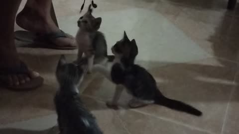 Gatos jugando :3