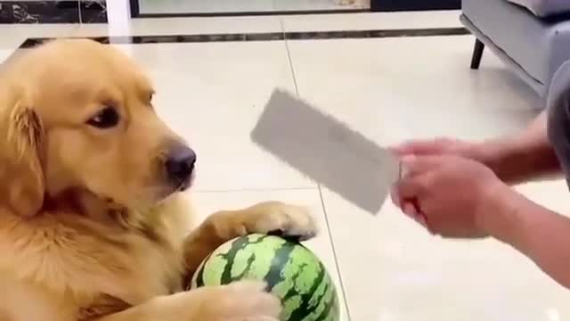 funny and cute dog video 2021