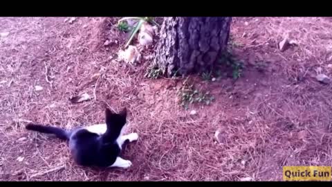 Dogs and Cats Very Funny Videos