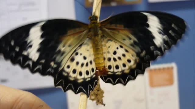 Life cycle - Leopard Lacewing Butterfly