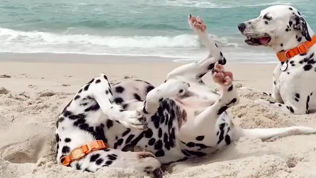 dog dalmata on the beach