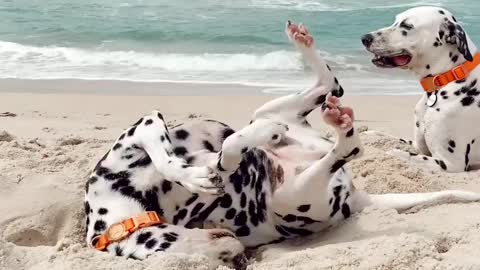 dog dalmata on the beach