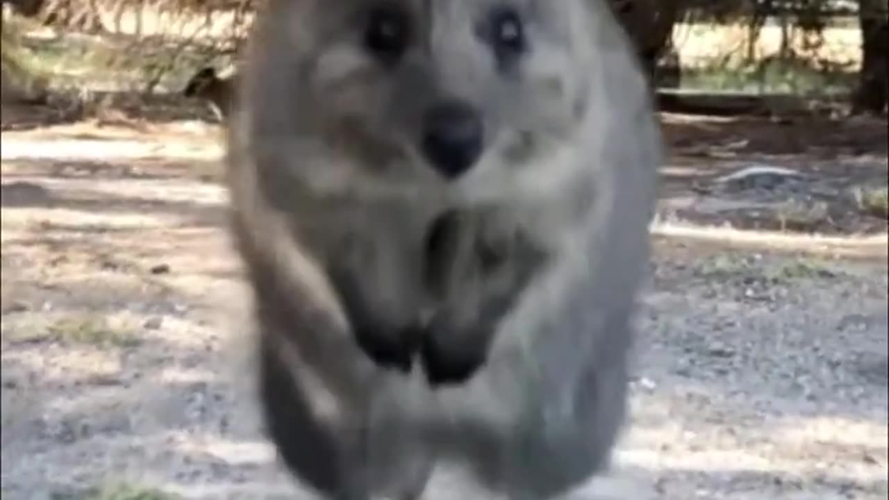 Quokka | The Happiest Animals In The World