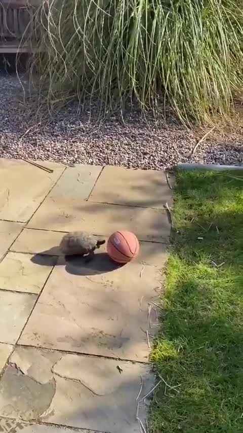 Fun to play endangered sea turtle ball
