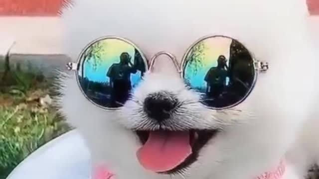 Cute animals _ Cute Pomeranian _ funny animal videos-(1080p)
