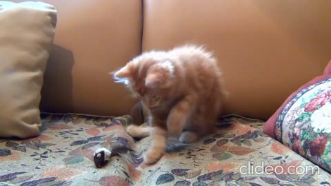 Cute cats to calm you down- MUST WATCH BEFORE BED