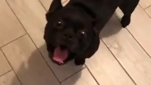 Funny Dog Short Video