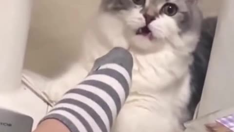 Funny and cute cat try not to laugh #shorts