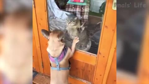 🤣 Funniest Dogs and Cats 😽🙀😺😸 Awesome Funny Pet Animals Video