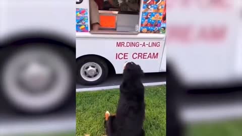 Funny dogs completion
