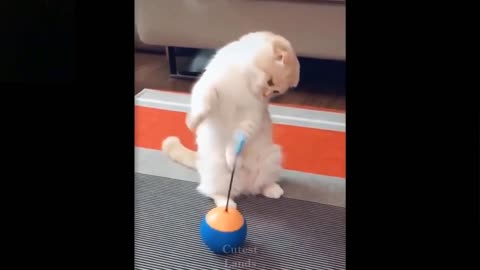 Cute and Funny Pets