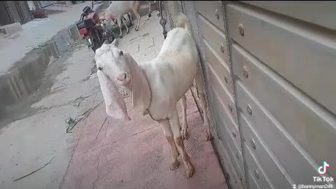 Eid Bakra