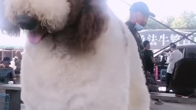 POODLE DOG GIGANTIC CUTEHARRISH ►► #2