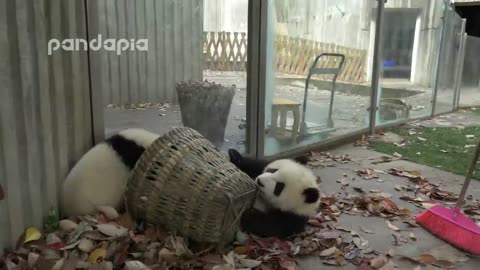 Cute Panda cubs and nanny war