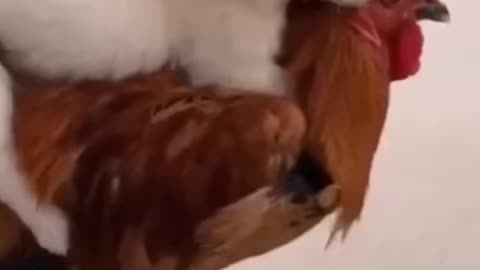 A puppy on the back of a rooster