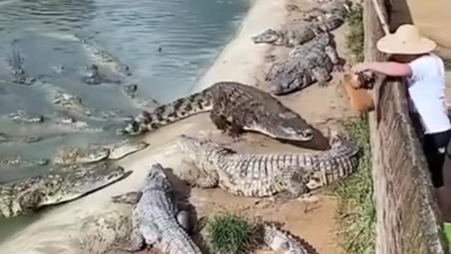 What the.... Animal power 🔥🔥🔥🔥🔥