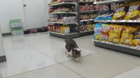 Introducing my cute cat, Cami