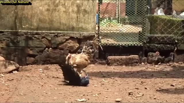 Brave Hen's Mother protect and save her baby Chicks from Crow