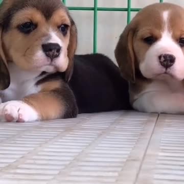 Dogs love you too baby family funny video