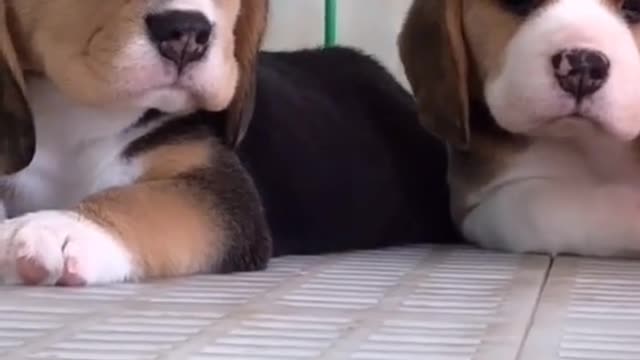 Dogs love you too baby family funny video