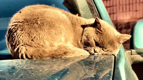 cute cats videos viral #C_01 | Cute cat videos | cute cats | Funny cats | omg funny cat videos