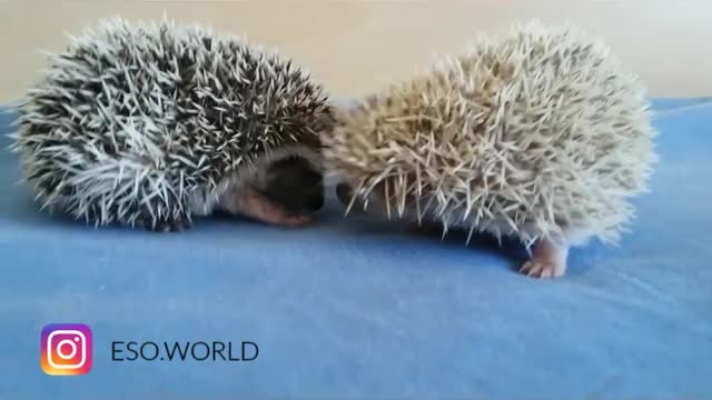 Hedgehog siblings adorably play together