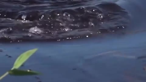 This is a beautiful and charming water-dwelling species