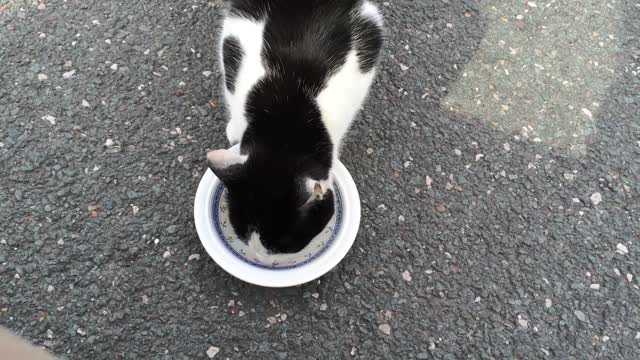 Cute street cat eating video