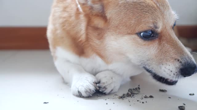 ASMR My Corgi eat fish Stick