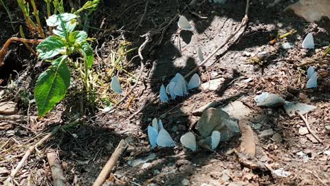 A group of beautiful butterflies on the ground