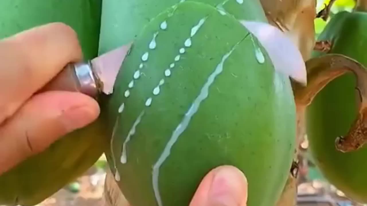 Amazing Fruit videos collection | Fruits Heaven