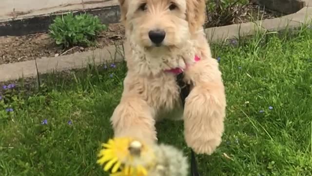 Cute puppy dog eating dandelions