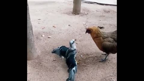 rooster vs eagle