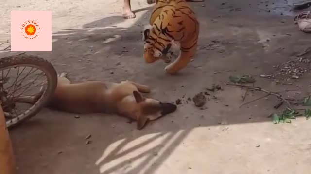 Dog / Tiger prank || Animals Prank || Animals funny fight