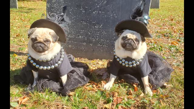 Little Puggie Witches