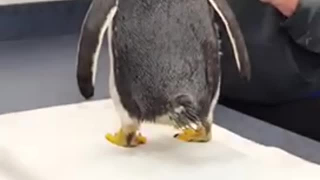 Gentoo Penguin