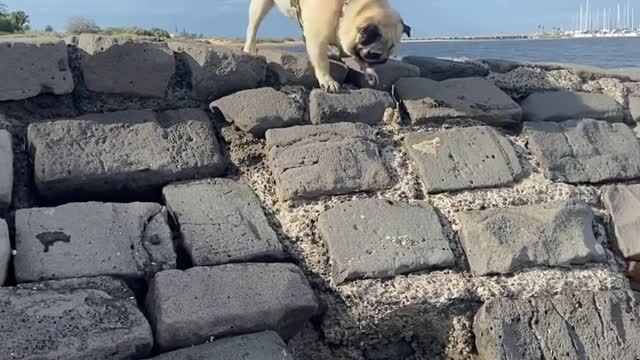 A Cute Dog Run with Sea Unbailable