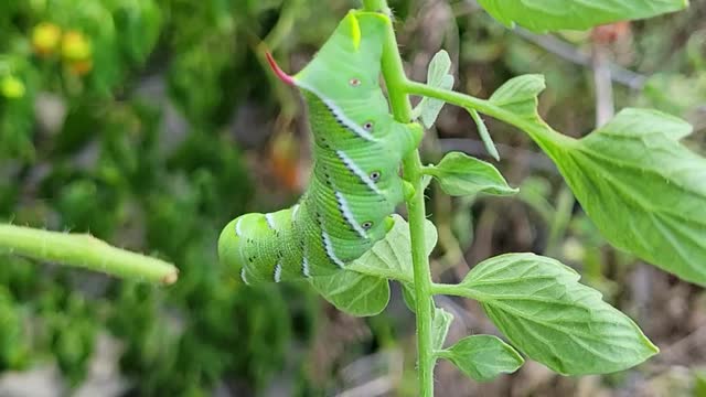 Tomato Horn Worm Flips Out