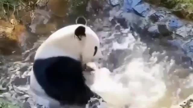 Panda's fun bath